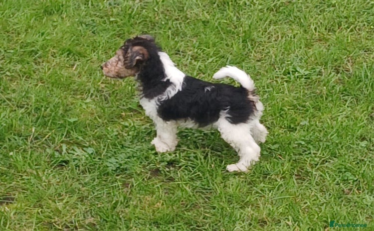 Fox Terrier dogs - Advert 1
