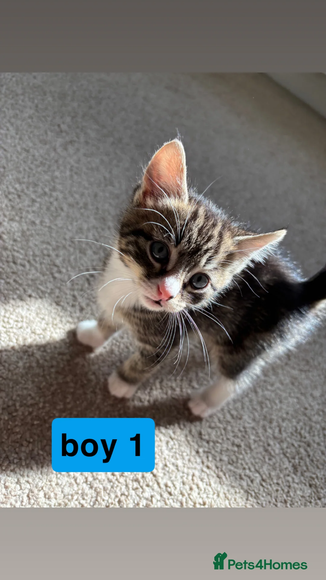 Mixed Breed cats for sale: 5 kittens in Seaham - Advert 2