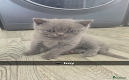 British Shorthair cats for sale: British blue shorthair - Image 3
