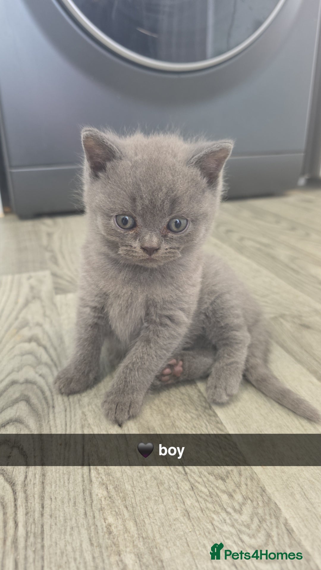 British Shorthair cats for sale: British blue shorthair - Image 3