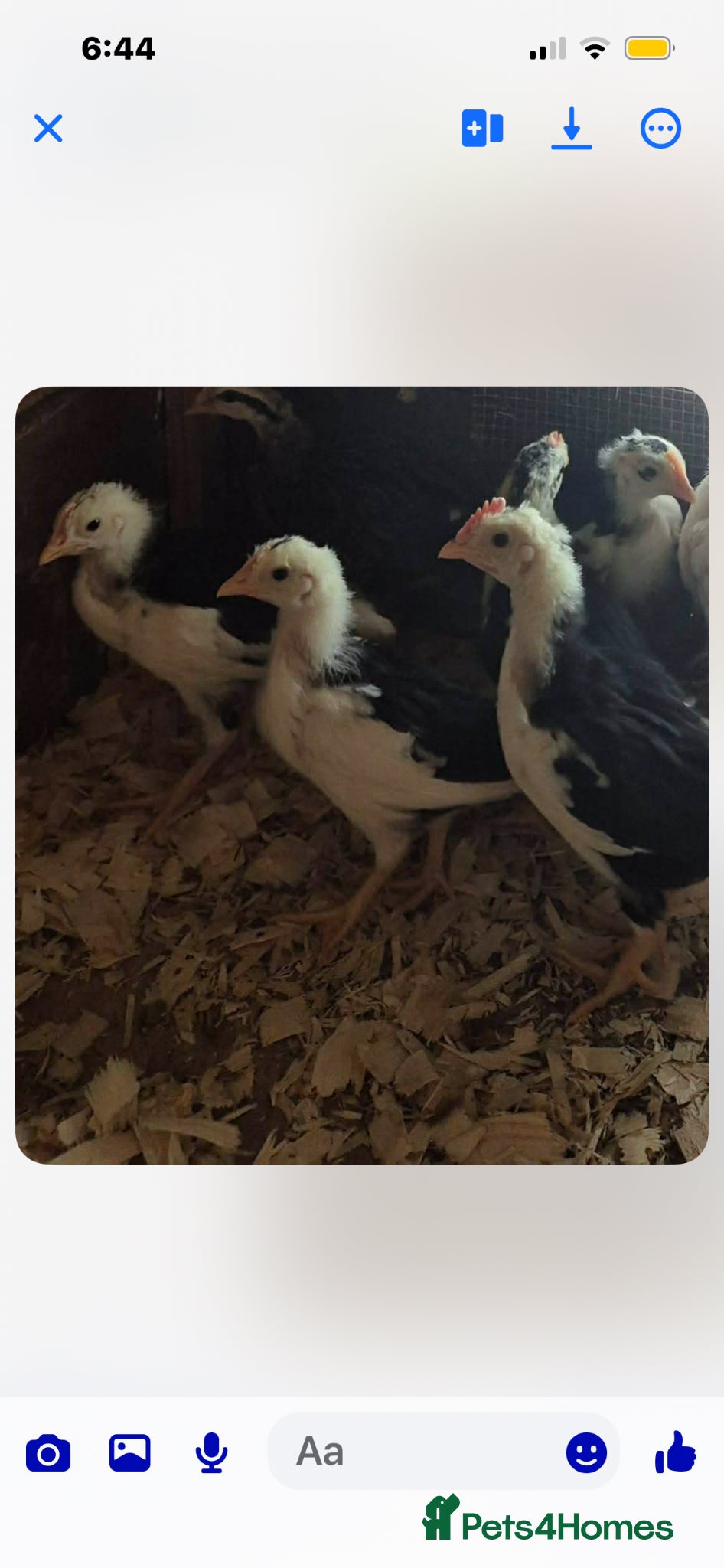 Chickens poultry Exchequer leghorn chicks off heat this week  - Advert 1