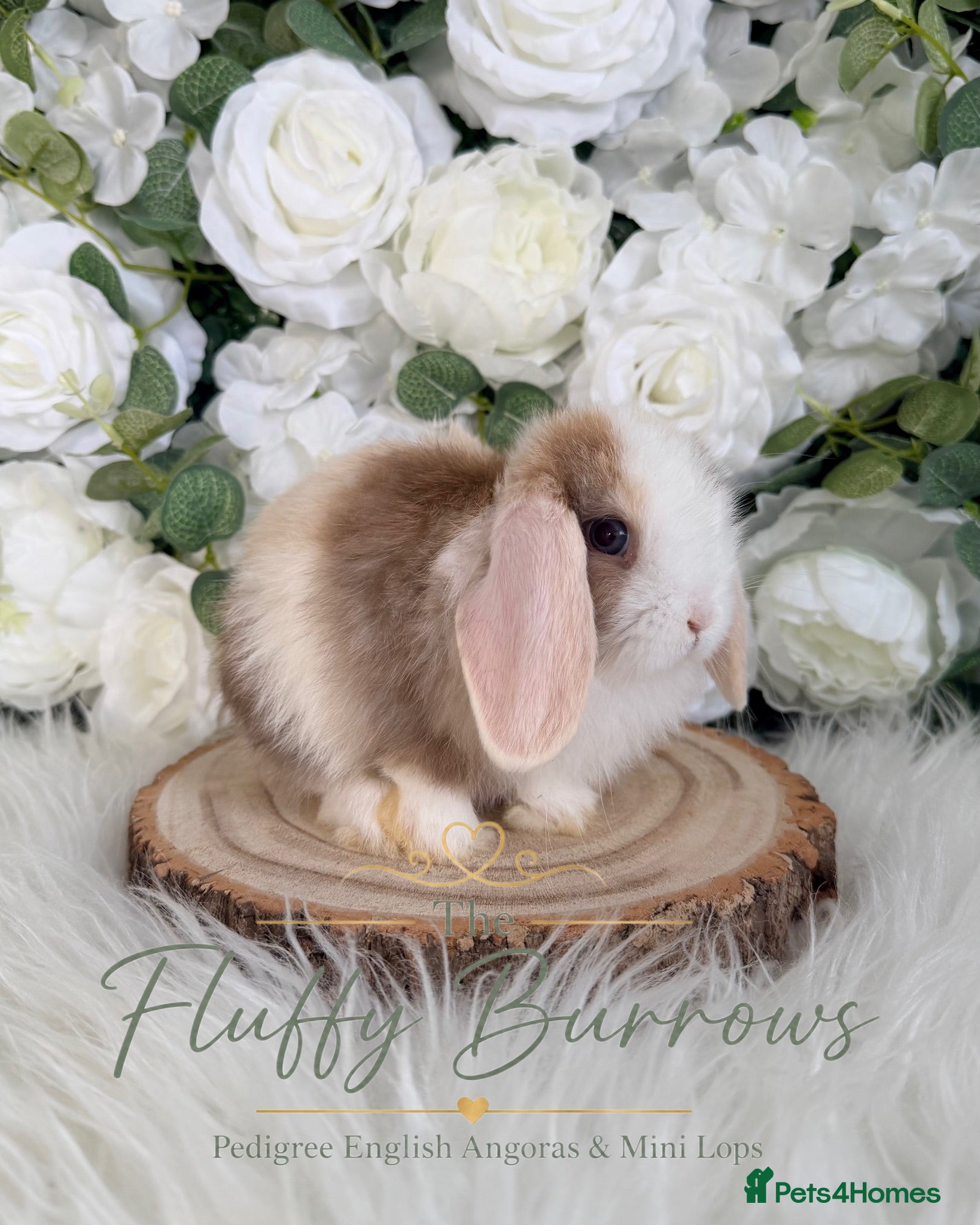 Mini Lop rabbits 🤍 Vaccinated Purebred Mini Lop 🤍  - Advert 19