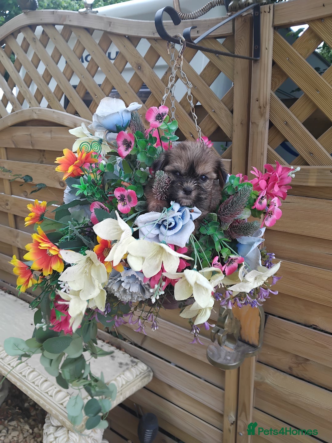 Yorkshire Terrier dogs for sale: Yorkshire Tarrie Puppies - Image 5