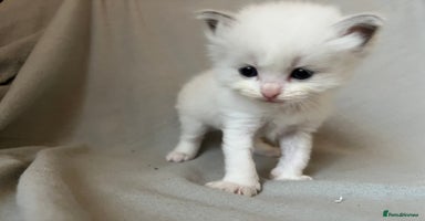 Ragdoll cats - Advert 5