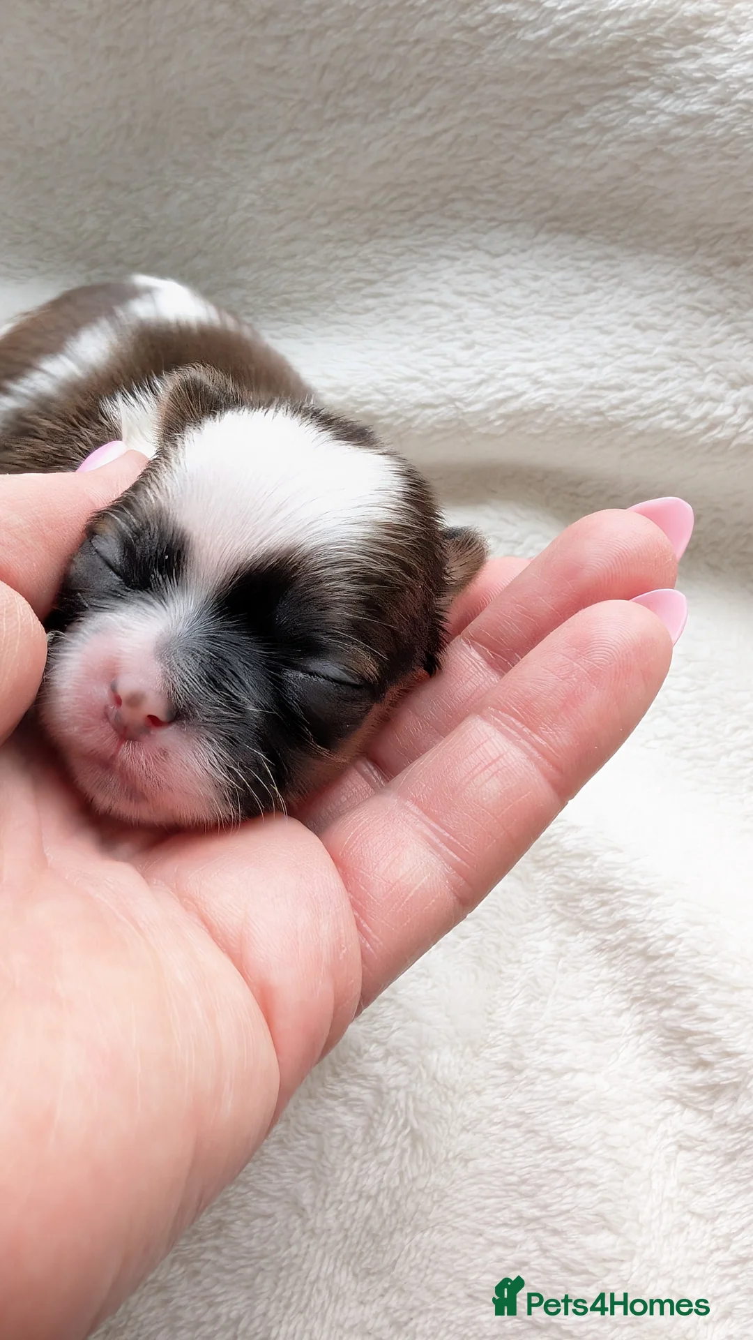 Shih Tzu dogs for sale: KC registered Shih Tzu puppies  in Harlow - Advert 17