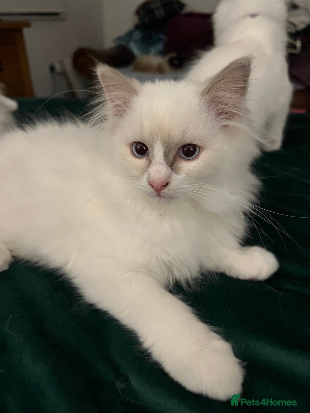 Ragdoll cats for sale: Rare blue+lilac bicolour + blue tortie kittens - Advert 9