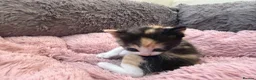 Mixed Breed cats for sale: Calico Beautiful-Mum Siamese Dad Ragdoll Bengal  - Advert 28