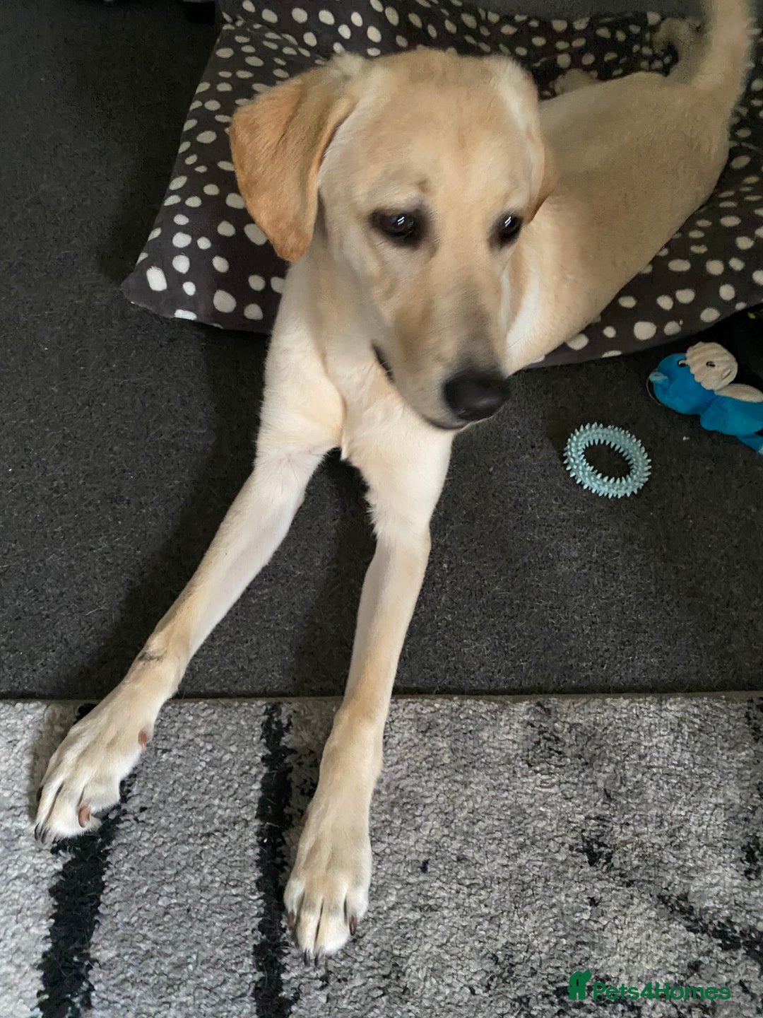 Labrador Retriever dogs for sale: Labrador - Image 2