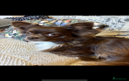 Chihuahua dogs for sale: Long coated chihuahua in Stoke-on-Trent - Image 4