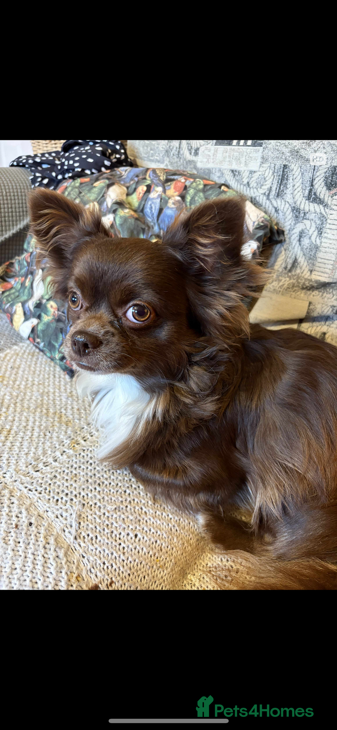 Chihuahua dogs for sale: Long coated chihuahua in Stoke-on-Trent - Image 4