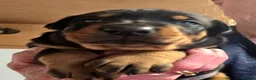Dobermann dogs for sale: Fantastic KC Dobermann Puppies  - Advert 11