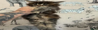Maine Coon 4