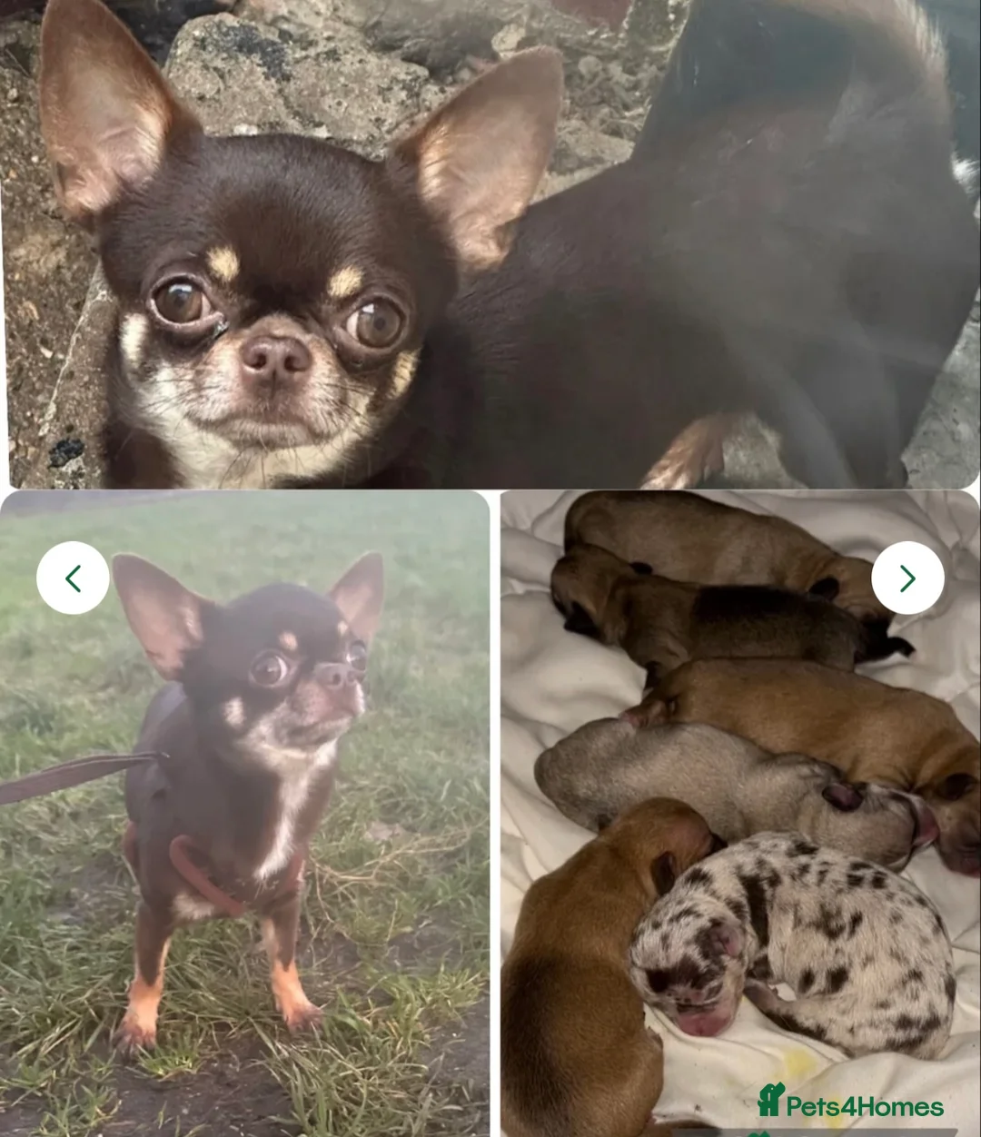 Chihuahua dogs for sale: Kennel club registered smoothcoat  - Advert 10
