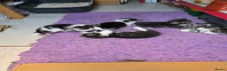 Mixed Breed cats for sale: 5 kittens and adult cat sale. Adult cat £50  in Ipswich - Advert 19