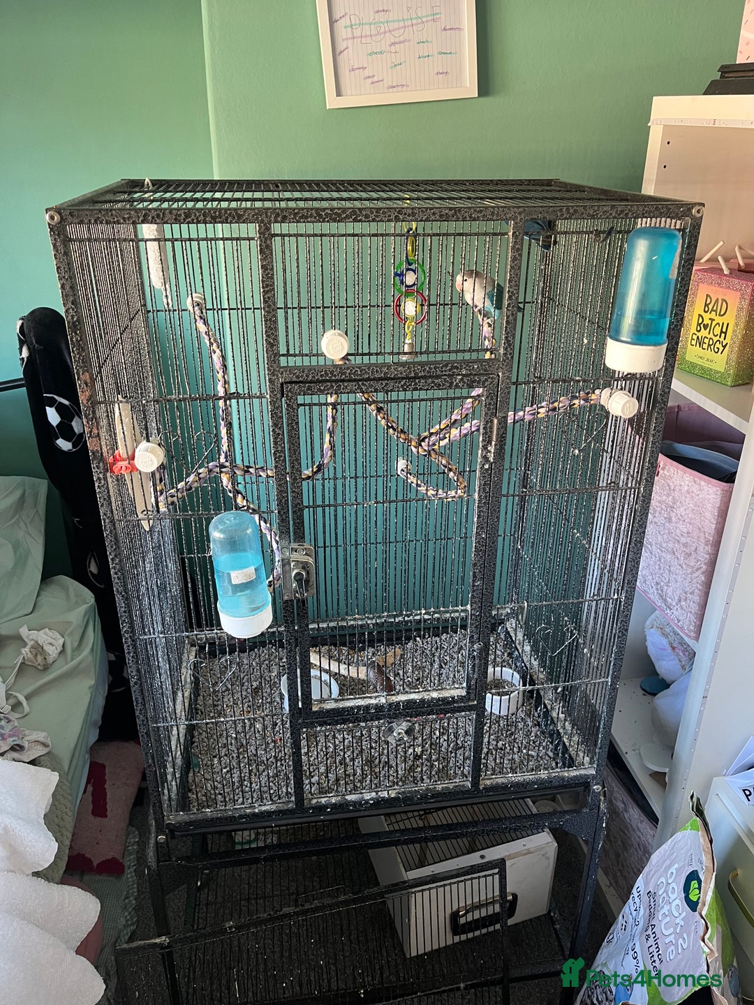 Lovebirds birds for sale: Fischers lovebirds  - Image 2