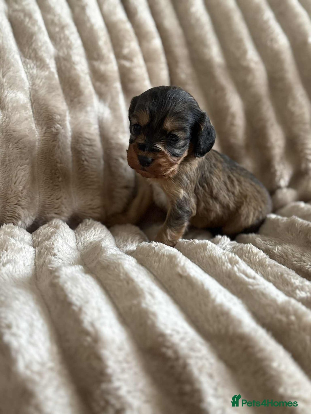 Cockapoo dogs for sale: Cockapoo F1B STUNNING COLOURS 4 available - Advert 2