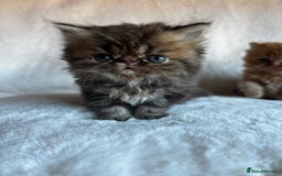 Persian cats for sale: Pure Persian Kittens - Image 7