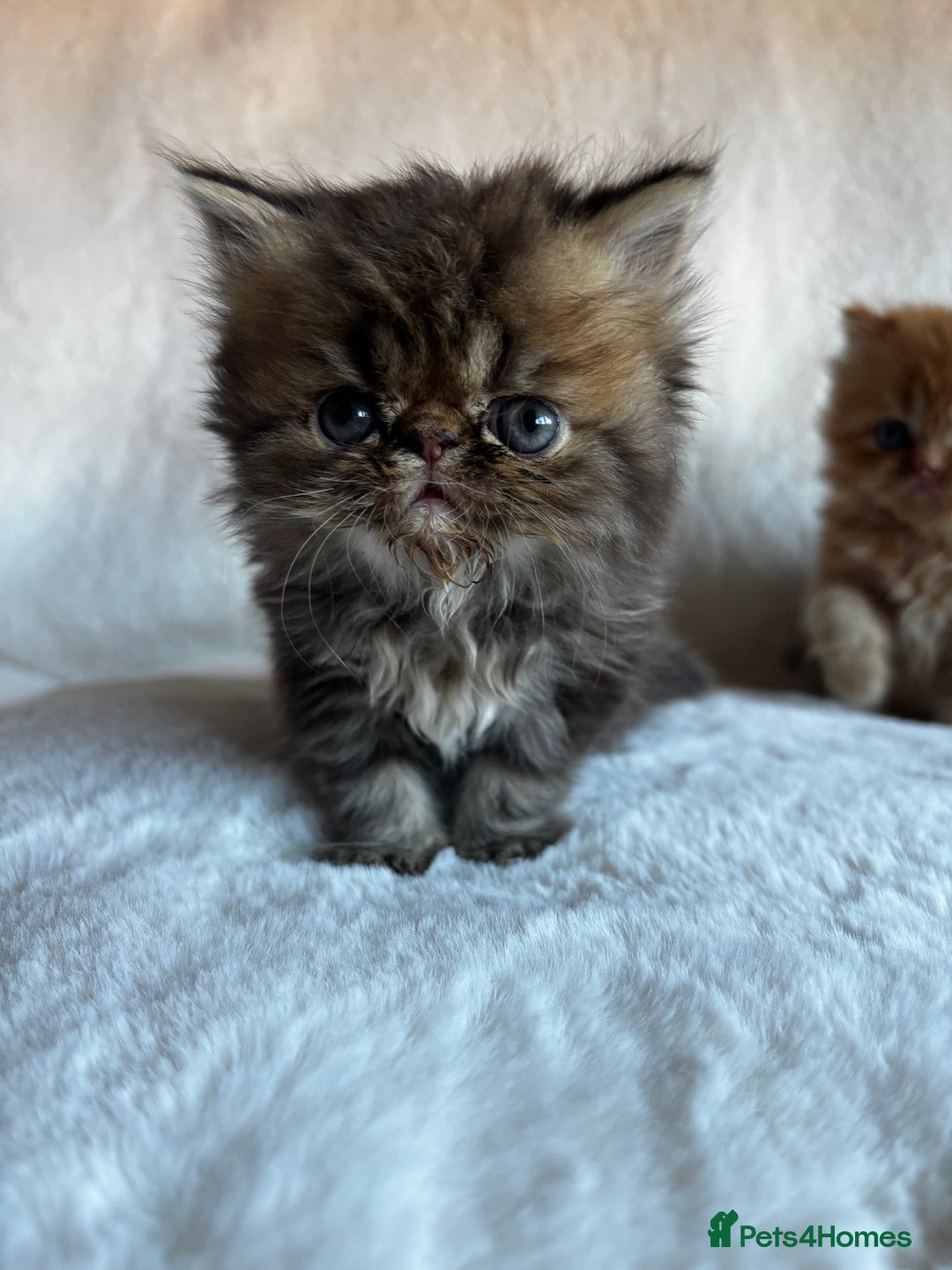Persian cats for sale: Pure Persian Kittens - Image 7