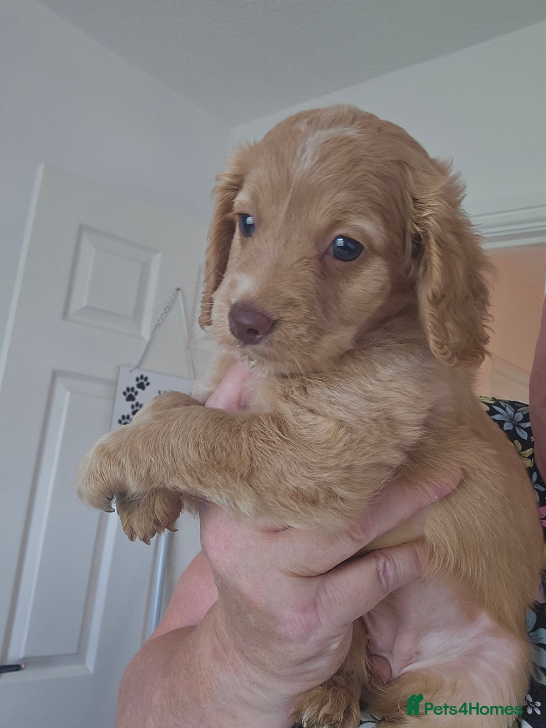 Cockapoo dogs for sale: Cockapoo puppoes - Image 5