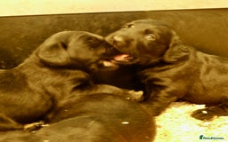 Cockerdor dogs for sale: COCKERDOR PUPS - Image 6