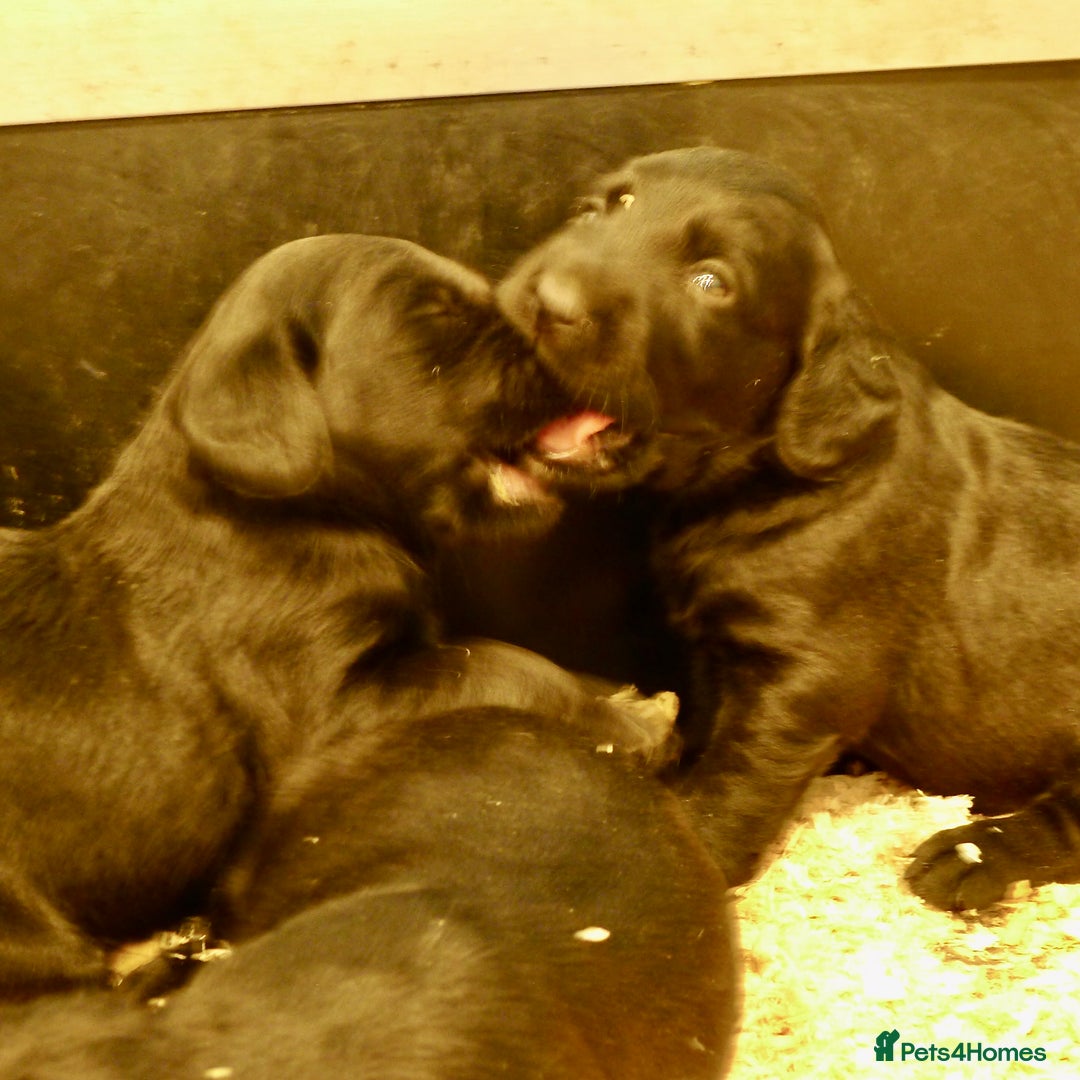 Cockerdor dogs for sale: COCKERDOR PUPS - Image 6