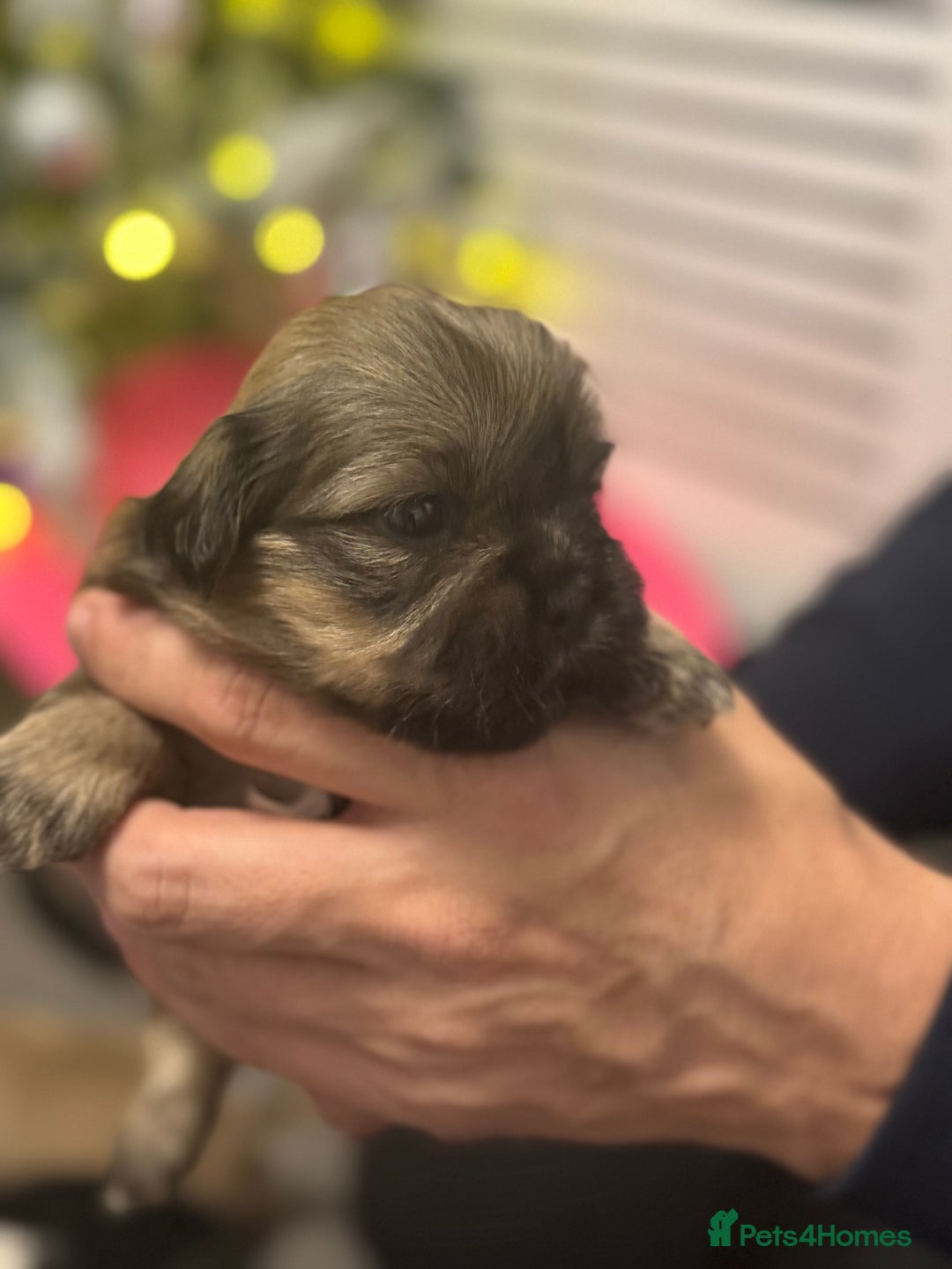 Mixed Breed dogs for sale: Beautiful pups looking for their forever home! - Advert 22