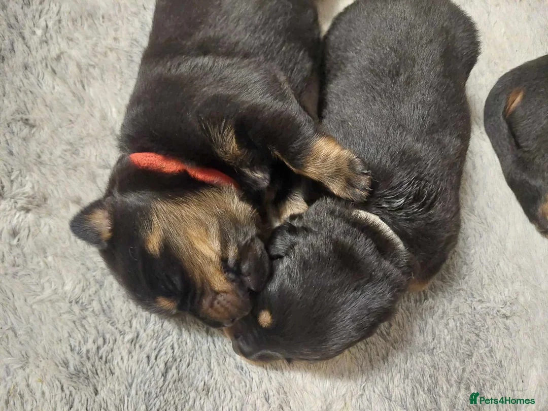 Rottweiler dogs for stud: proven rottweiler stud in Barnsley - Advert 26