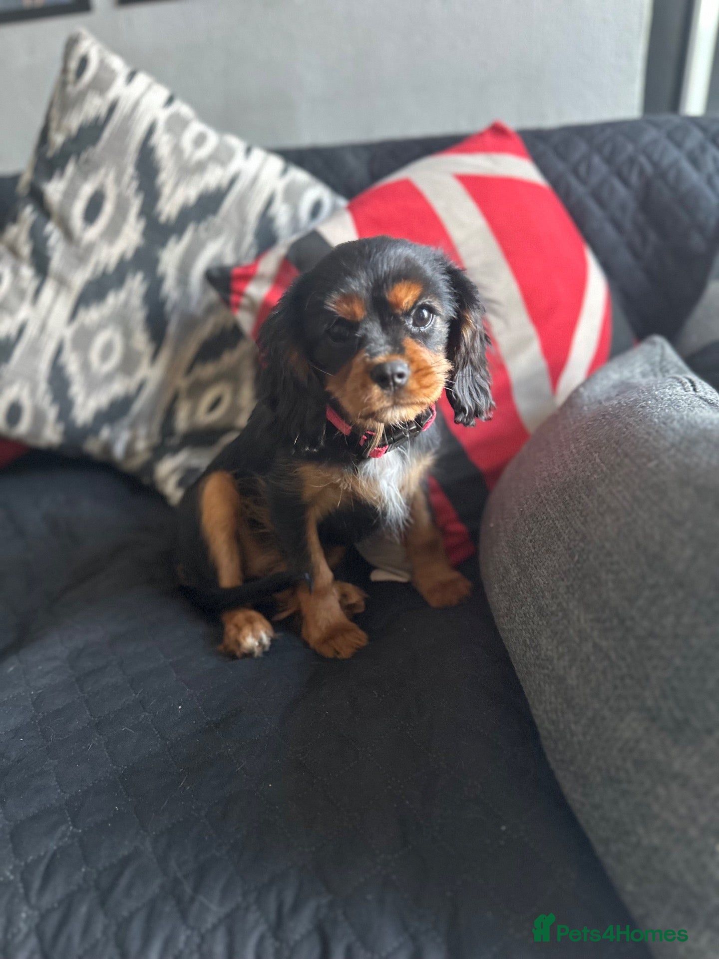 Cavalier King Charles Spaniel dogs Beautiful cavalier King Charles spaniel  - Advert 2