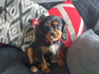 Cavalier King Charles Spaniel dogs Beautiful cavalier King Charles spaniel - Advert 1