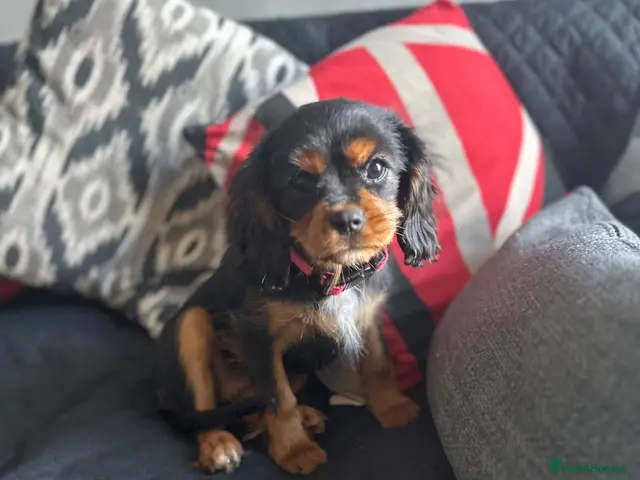 Cavalier King Charles Spaniel dogs Beautiful cavalier King Charles spaniel - Advert 5