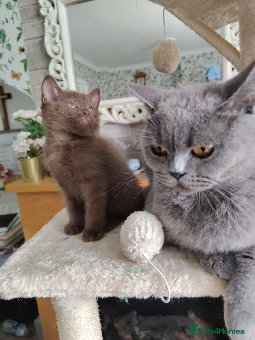 Mixed Breed cats for sale: Beautiful British short chocolate kitten.  - Advert 2
