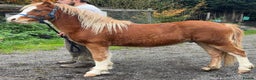 Welsh Section B horses for sale: Nay nay - Advert 4
