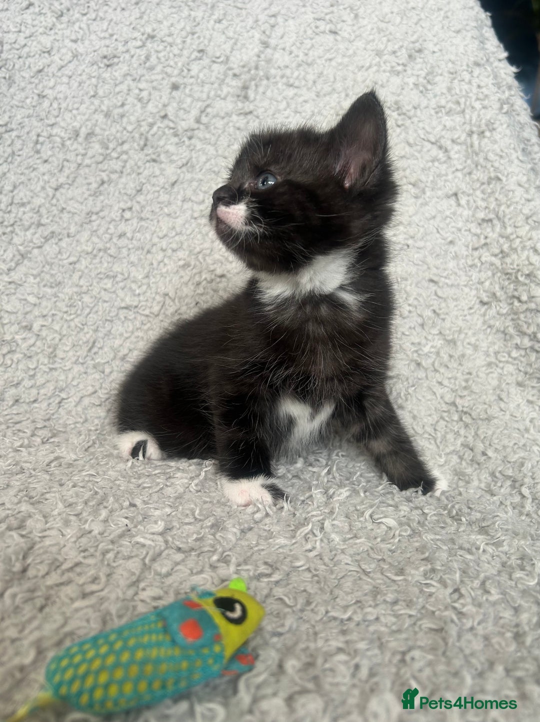 Norwegian Forest Cat cats for sale: BLACK&SILVER NORWEGIAN BOY LEFT  - Advert 3