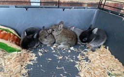 Netherland Dwarf rabbits for sale: Gorgeous Netherland Dwarf Rabbits - Ready in Sept - Image 6