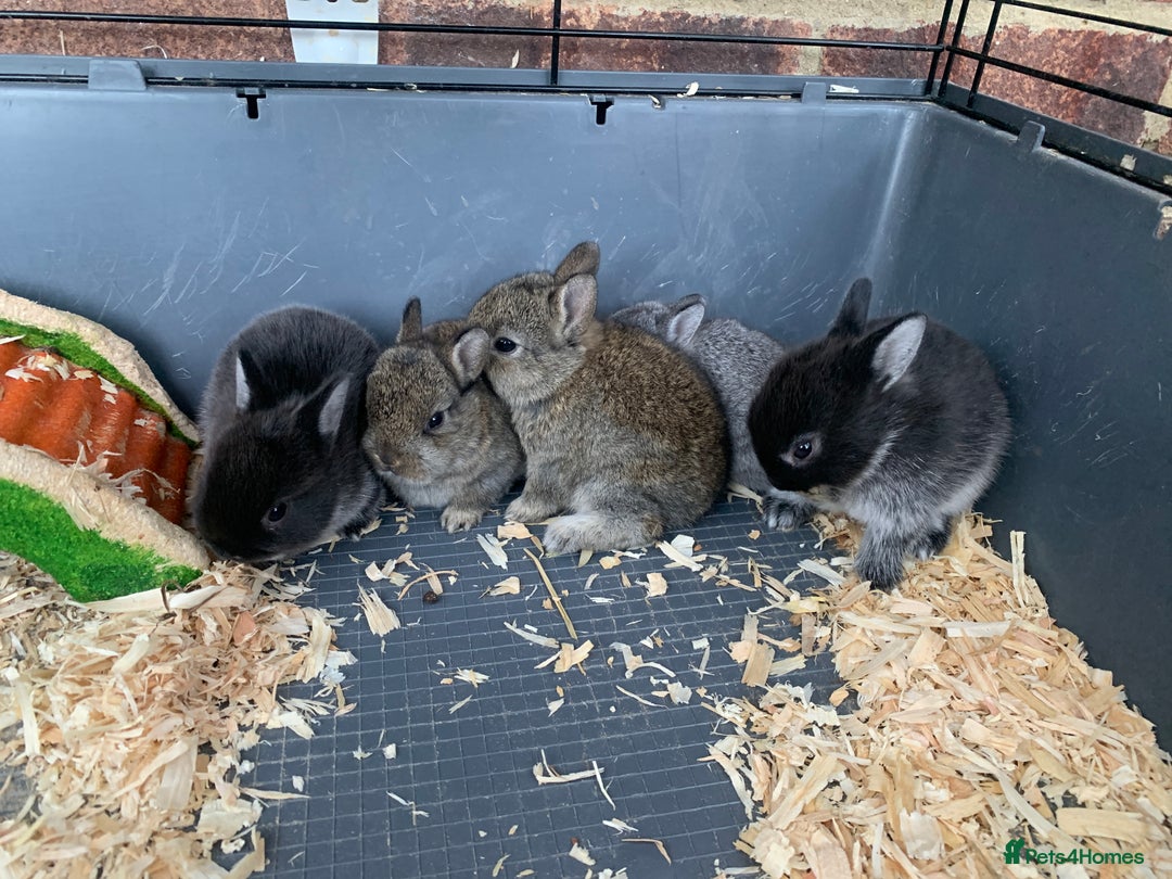 Netherland Dwarf rabbits for sale: Gorgeous Netherland Dwarf Rabbits - Ready in Sept - Image 6