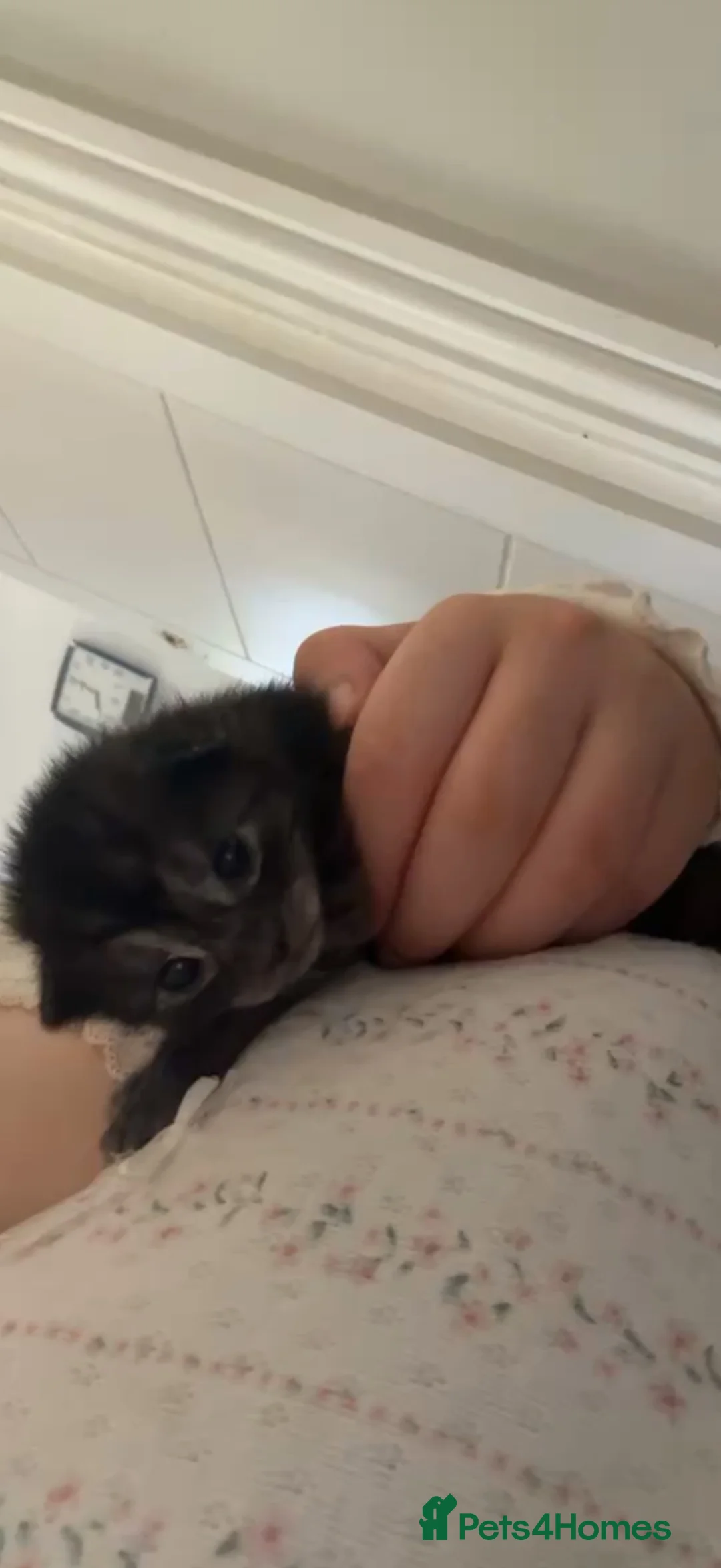 Mixed Breed cats for sale: Mixed breed kitten - Advert 2