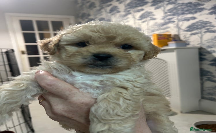 Shihpoo dogs - Advert 2