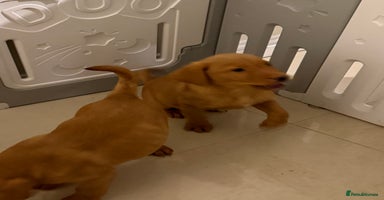 Labrador Retriever dogs Beautiful kc registered red Labrador puppy’s  - Advert 5