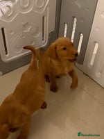 Labrador Retriever dogs Beautiful kc registered red Labrador puppy’s - Advert 5