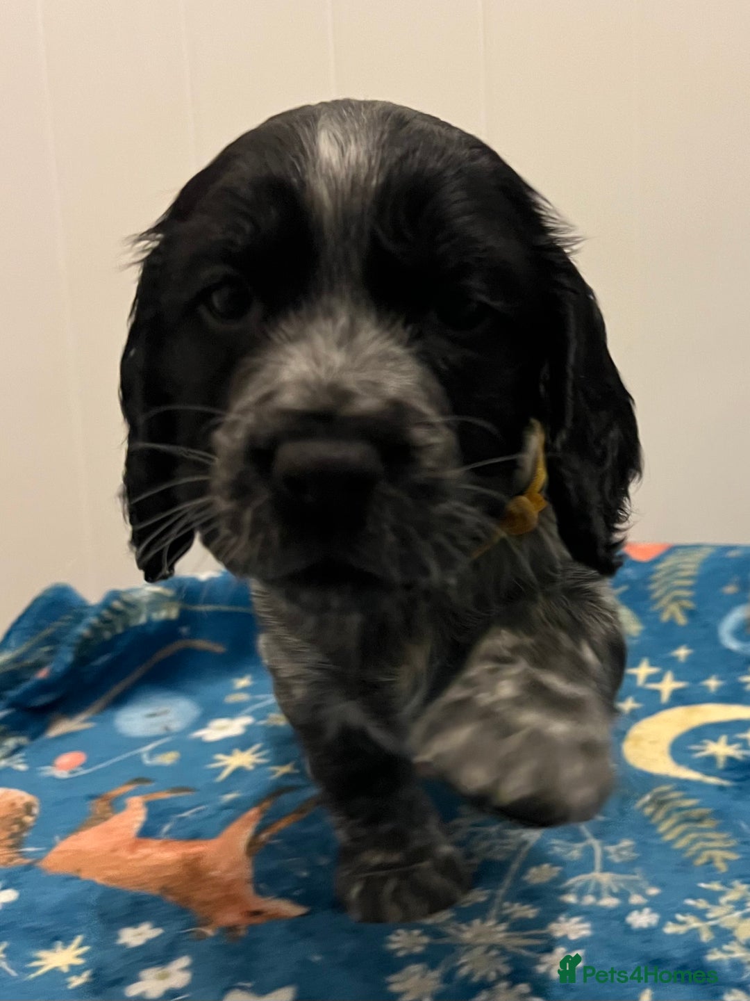 Cocker Spaniel dogs for sale: Working Cocker Spaniel Puppy - Advert 4