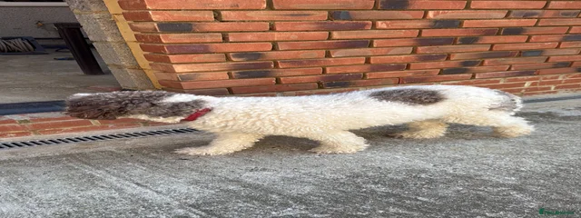 Nala 
