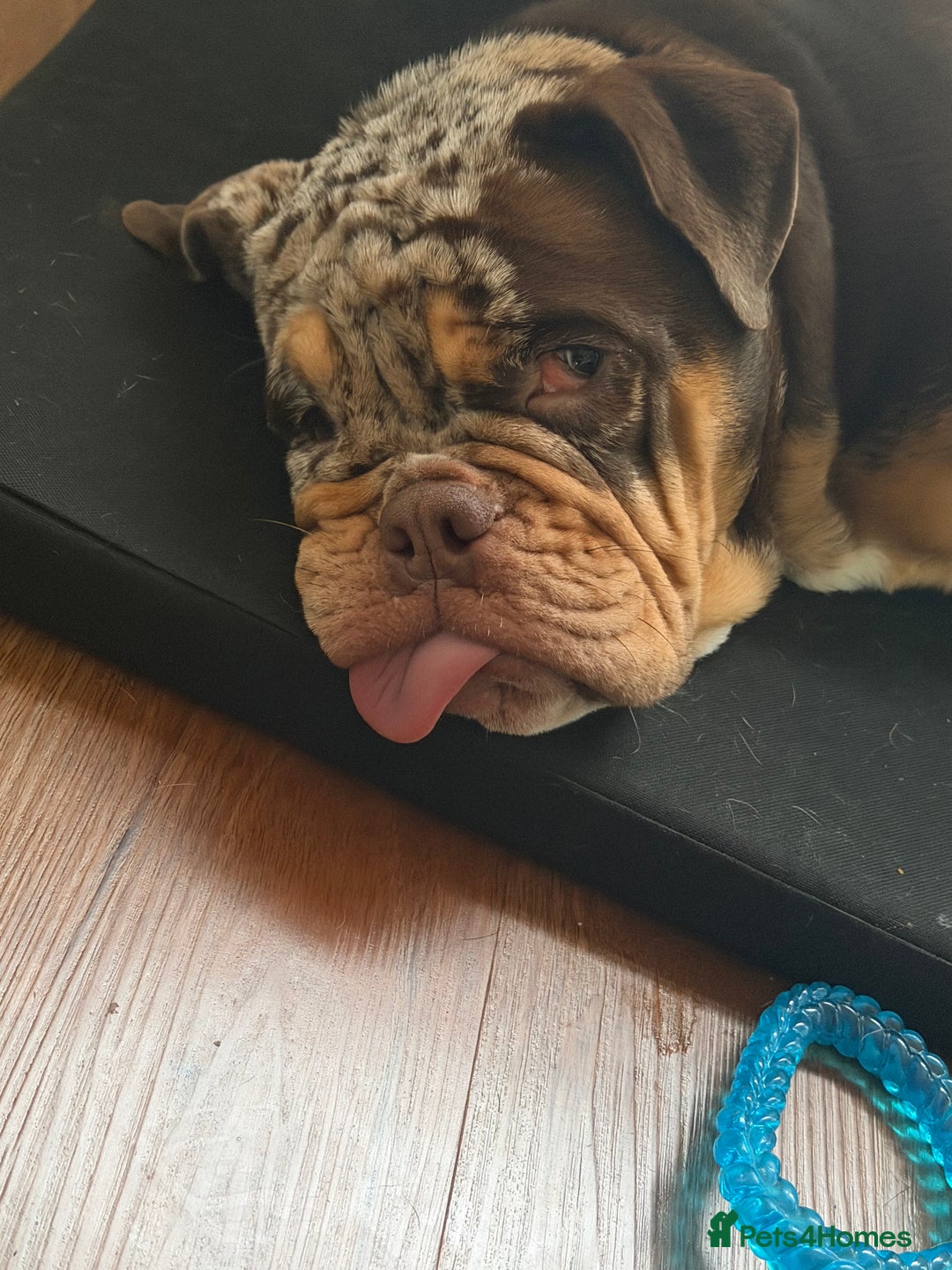 English Bulldog dogs for sale: Stunning & unique English Bulldog female  - Advert 10