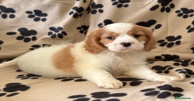 Cavalier King Charles Spaniel dogs - Advert 2