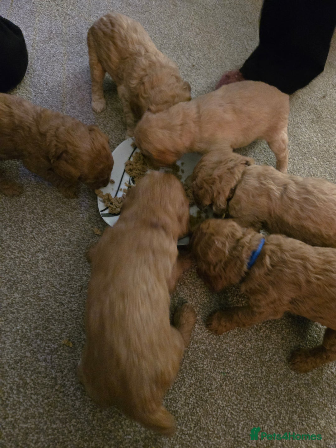 Cockapoo dogs for sale: 6 male Cockapoo puppies. Ready 13th Jan.  - Advert 9