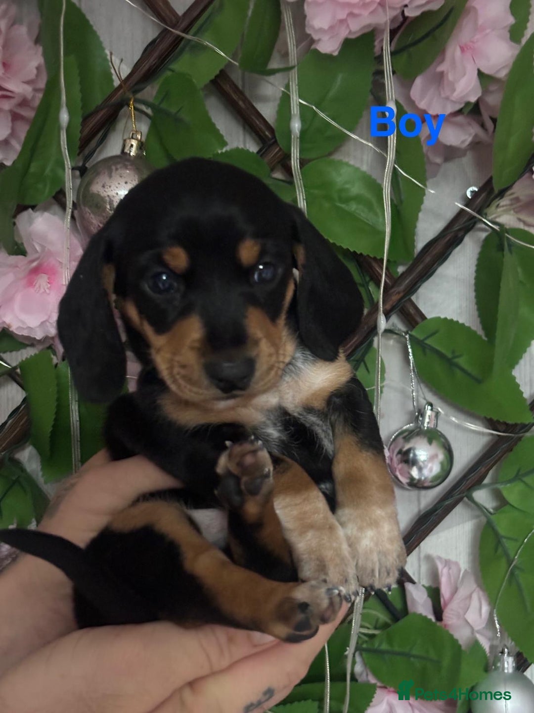 Miniature Dachshund dogs for sale: 5 Beautiful Miniature Dachshund’s  - Advert 12