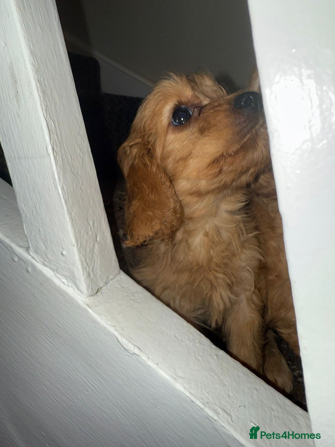 Cavapoo dogs for sale: Cavapoo Puppies - Advert 5