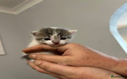Mixed Breed cats for sale: Beautiful kittens 3 girls 1 boy  - Image 19