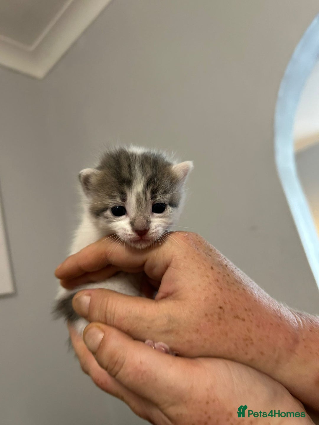 Mixed Breed cats for sale: Beautiful kittens 3 girls 1 boy  - Image 19