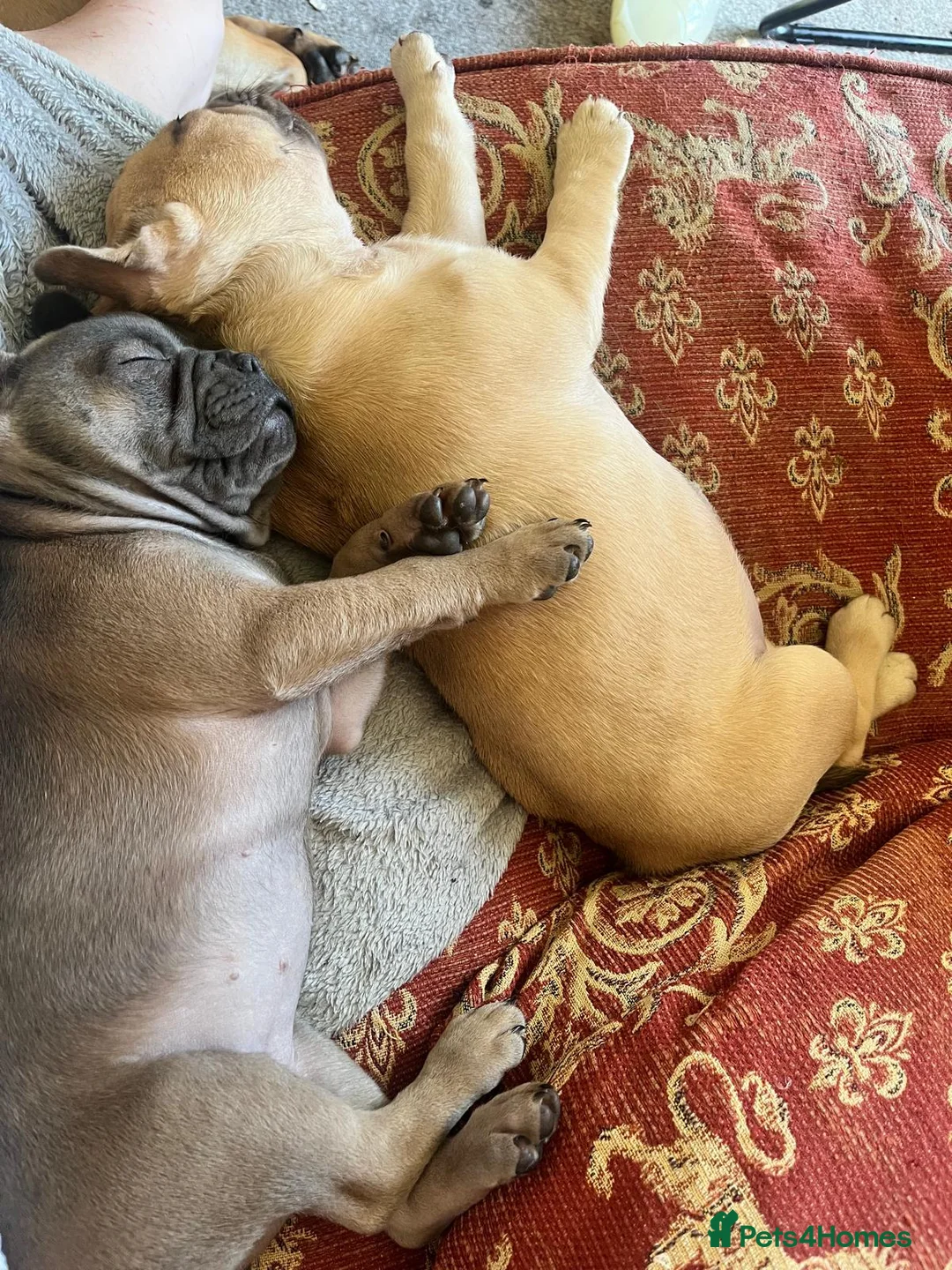 Mixed Breed dogs for sale: 6 lovely one off pups  - Advert 2