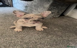 French Bulldog dogs for sale: 2 STUNNING BOY FRENCHIES LEFT…. REDUCED READY NOW in Stoke-on-Trent - Image 20
